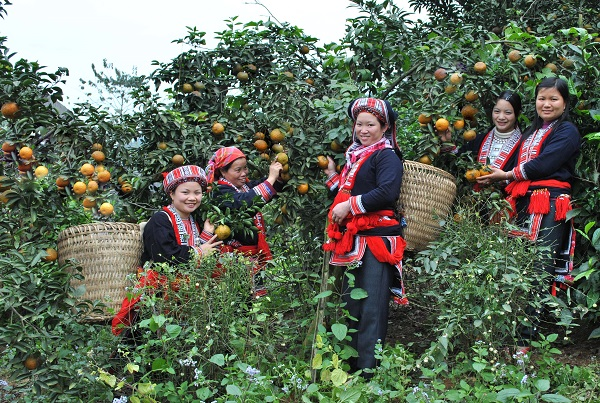 OCOP Hà Giang: Khai thác tiềm năng sản phẩm nông nghiệp đặc hữu (16/11/2022)